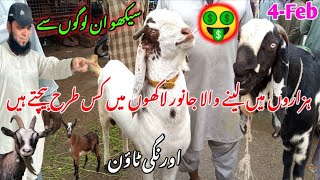 orangi town Bakra mandi latest update 4Feb2024 bakra mandi goat farm visit gulabi kamori teddy [upl. by Anoit]