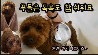 앙마견 파니 Vlog 샤워시키기 참 쉬운 푸들 [upl. by Sven]