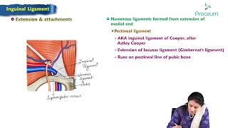 4 Inguinal Ligament  Anatomy of Abdomen [upl. by Notla]