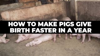 How To Make Pigs Give Birth Faster In A Year [upl. by Amjan]