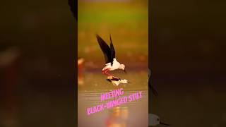 Blackwinged stilt meeting view blackwinged stilt meeting shorts short trending birds new [upl. by Gorski683]