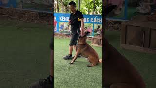 Malinois Belgian training [upl. by Howe]