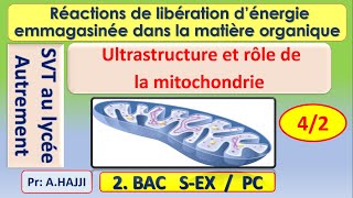 Ultrastructure et rôle des mitochondries dans la dégradation complète de lacide pyruvique [upl. by Schatz]