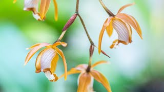 Episode 9 Coelogyne cumingii and C odoardi Beautiful long lasting and superbly scented orchids [upl. by Electra978]