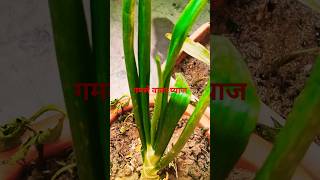 Gamle wala pyaj ka paudha ❤️❤️❤️❤️🙏🙏🙏🙏shorts shortvideo Garden [upl. by Eimiaj416]