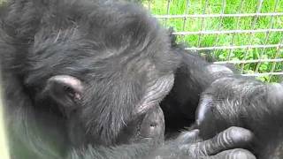 Chimpanzees Cory and Ike Grooming [upl. by Archie344]