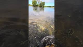 LOVE those smallies youtubeshorts bassfishing fishing smallmouthbass kayakfishing hobiekayak [upl. by Trauner]