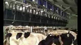 Rapid Release Dairy Milking Cows [upl. by Nart]