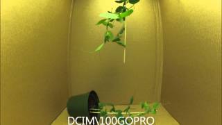 Phototropic and Thigmotropism Experiment [upl. by Nima]