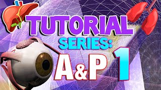 Anatomy amp Physiology Tutorial Intro  terms organ systems feedback loops [upl. by Otreblanauj]