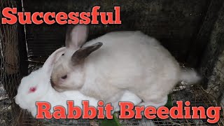 Mating Rabbit I How to Breed Rabbit  Successful Rabbit Breeding [upl. by Ateekram]