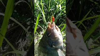 Una tilapia callo con la cucharilla [upl. by Eiramaneet]