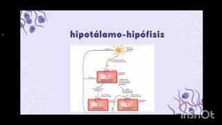 Eje hipotálamoHipofisisCorteza suprarrenal [upl. by Subir]