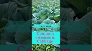 Common diseases in Cabbage [upl. by Aerdnac48]