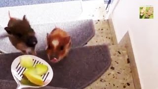 Cute micro pigs practice STAIR CLIMBING  HAM amp BACON MINI PIGS [upl. by Yssak]