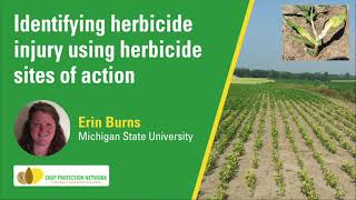 Identifying herbicide injury using herbicide sites of action [upl. by Anassor]