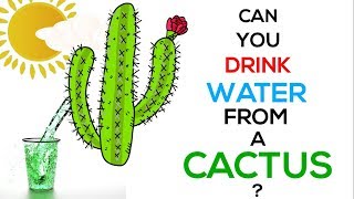 Can You Drink Water From A Cactus  🌵😰☀ [upl. by Nothgierc]