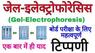 जेल इलेक्ट्रोफोरेसिस in biology class 12 Gel Electrophoresis  about dna  electrophoresis in hindi [upl. by Jolanta]