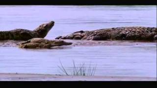 Gustave The Giant Nile Crocodile VS The Hippopotamus Discussion Video [upl. by Barnabas242]