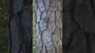 Nuthatch climbing among the pine trees [upl. by Buffy]