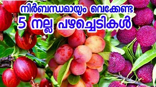 വീട്ടിൽ വെക്കേണ്ട നല്ല പഴച്ചെടികൾ fruit plants in malayalampazhachedikal in pot [upl. by Lalad]