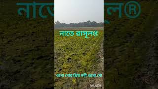 গজল Ogo mor prio nobiওগো মোর প্রিয় নবী শুনো গো। [upl. by Halilak185]