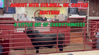 August 14th 2024 Stilwell Livestock Auction Calves Heifers Steers Cows and BullsOh My [upl. by Chura]