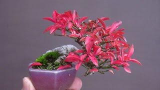 Euonymus europaeus Red Cascade [upl. by Nirehs]