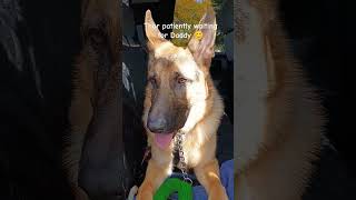 Thor is a good boy doglover puppy cute gsdlovers germansheperddog love life [upl. by Melonie]