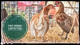 Animales Exoticos en Canton Texas [upl. by Yecnay95]