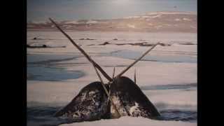 What do narwhals use their tusks for [upl. by Enail88]