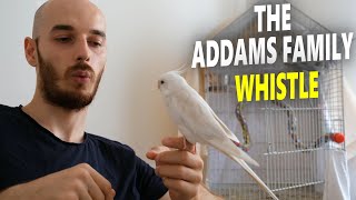 COCKATIEL TRAINING SONGS The Addams Family Theme Whistle [upl. by Henrietta]