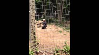 DeYoung Zoo hyena show [upl. by Ram569]