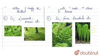 Define pteridophytes Compare between bryophytes and pteridophytes [upl. by Scurlock]