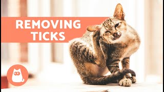 6 HOME REMEDIES for TICKS in CATS 🐱🕷️ Are They Effective [upl. by Enrol]