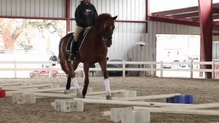 Cavaletti Training [upl. by Inoliel]