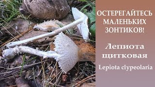 Остерегайтесь маленьких зонтиков Лепиота щитковая  Lepiota clypeolaria [upl. by Nooj]