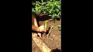 How To Plant a Crinum Lily Bulb wwwJenksFarmercom [upl. by Eidna453]