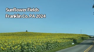 Sunflower Fields 2024 [upl. by Mellisa819]