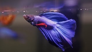 HOW TO Care for Betta Fish [upl. by Schach]