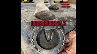 Hoof Restoration Shoeing a Horse with Low Underrun Heels Applying a Barshoe with Leather Pads [upl. by Bianka]