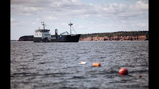 Nova Scotia amp White Sharks [upl. by Bohner]