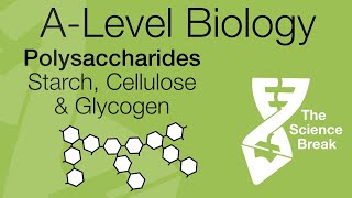 AQA ALevel Biology Polysaccharides  Starch Glycogen amp Cellulose  Quick Revision [upl. by Eekaz48]