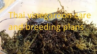 thai vinegaroon care and breeding project [upl. by Crysta]