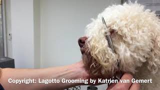 Grooming the hair around Lagotto eyes [upl. by Monro]