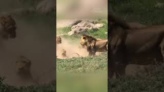 The Lion Cubs Misstep A Father’s Unexpected Protection [upl. by Anirbaz310]