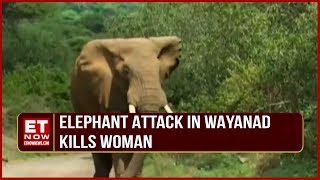 Elephant Attack In Wayanad Kills Woman  BJP Corners Congress Over Tusk Terror  Top News [upl. by Leuams372]