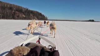 Dog Sledding  Mushing in Fairbanks Alaska [upl. by Torin]