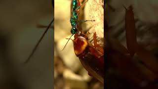 Wasp Laying Egg in Cockroach Shocking [upl. by Airbma]