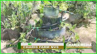 KILIMO BORAsee the Beauty of MultStory Gardens at CHARIS FARM [upl. by Whale128]